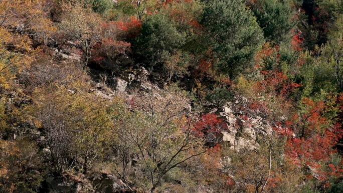 阳光彩叶林