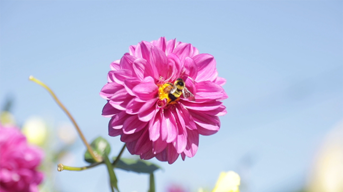 路边五颜六色鲜花 蜜蜂采蜜 高清