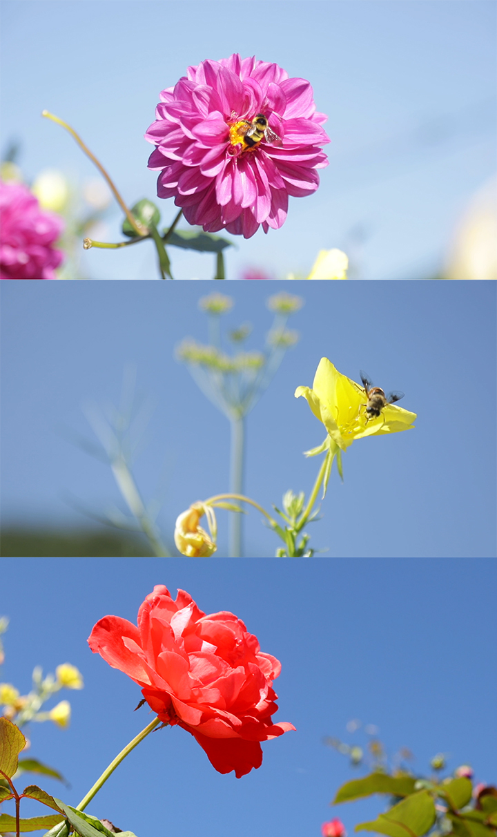 路边五颜六色鲜花 蜜蜂采蜜 高清