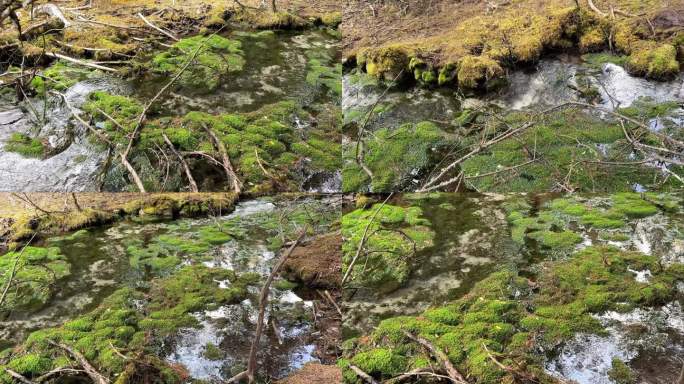 原始森林中的山泉水 小溪流 青苔 苔藓