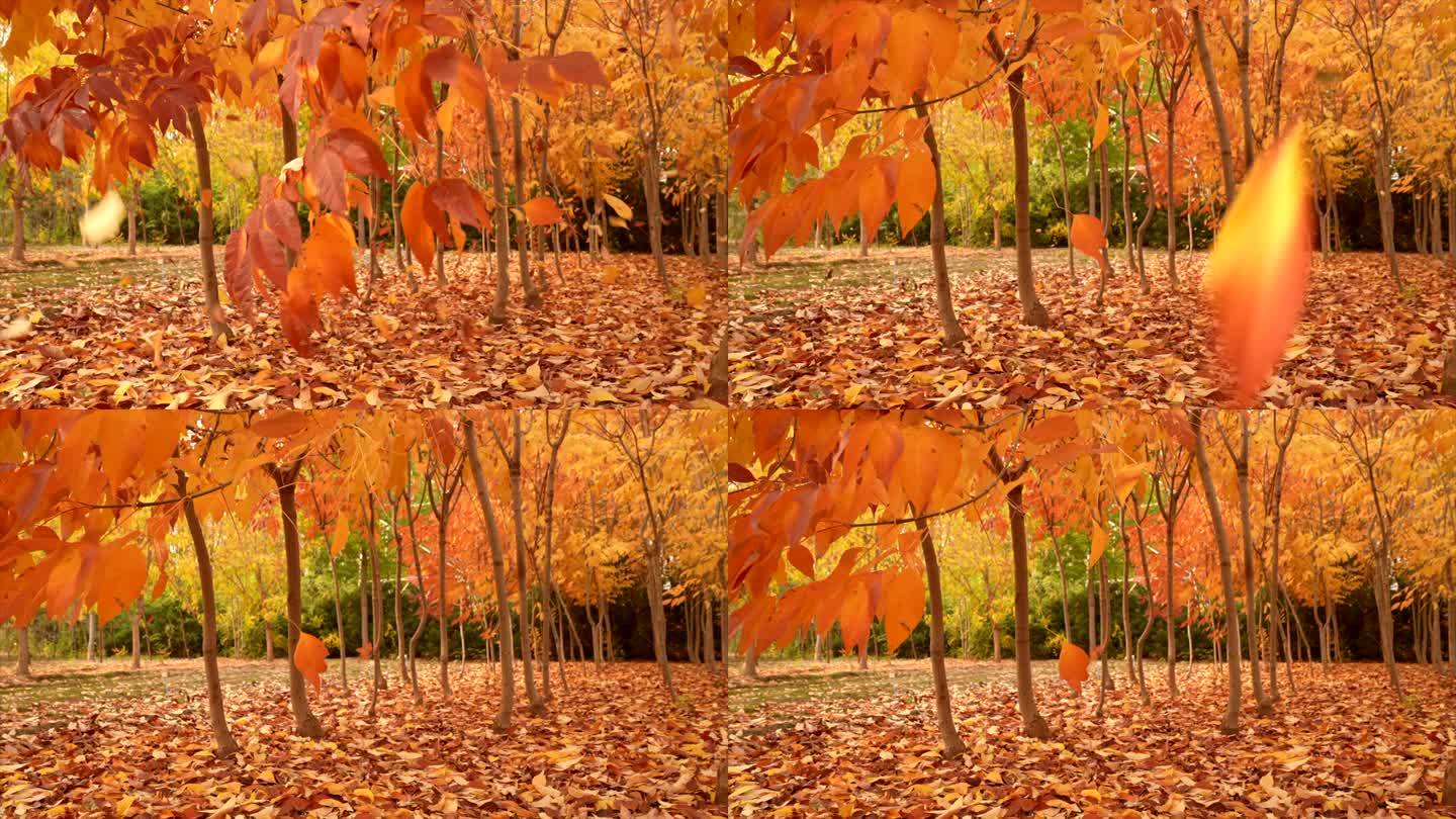 秋季落叶 红色枫叶 慢镜头升格素材