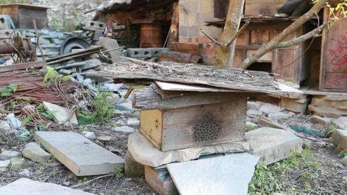 蜜蜂养殖 乡村振兴 产业帮扶 扶贫 乡村