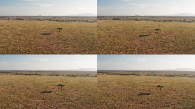 空中无人机拍摄的非洲马赛马拉景观:稀树草原、草原、金合欢树，肯尼亚马赛马拉国家保护区的高空景观，广角
