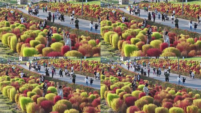 台州路桥飞龙湖地肤草园航拍