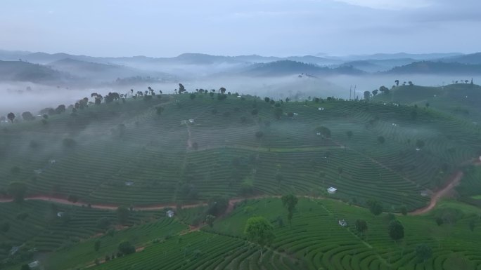 茶山云海航拍