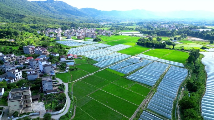 美丽乡村  稻田