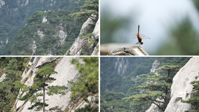 4K 大别山 黄山松 迎客松 蜻蜓