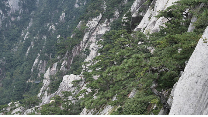 4K 大别山 黄山松 迎客松 蜻蜓