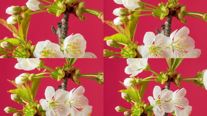 4k延时的甜樱桃树花开花，生长和缩小在一个红色的背景。盛开的小白李花。