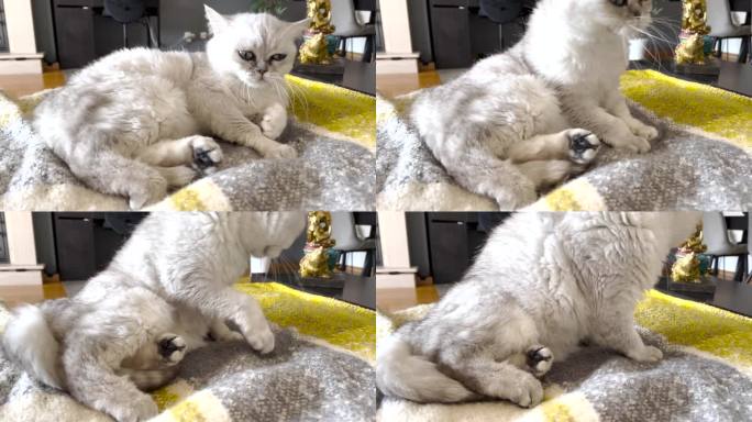 白色的英国小猫躺在沙发上，打哈欠，伸伸懒腰，站起来，看起来非常可爱和放松。