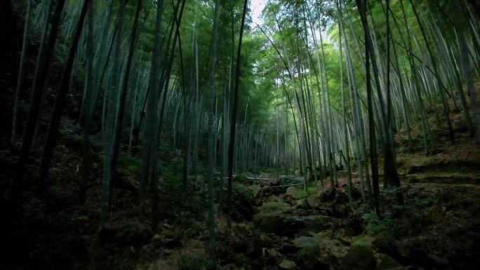 无锡宜兴竹林竹海景区