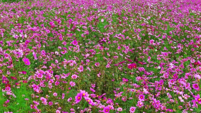 航拍格桑花海