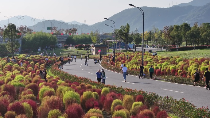 台州路桥飞龙湖地肤草园航拍