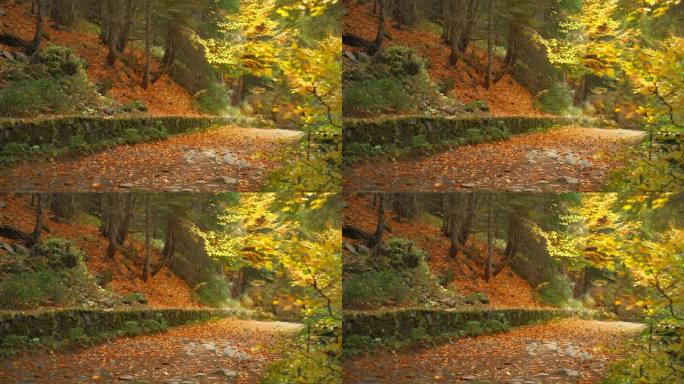 森林沐浴着，欣赏着秋日明媚的森林，漫射的光落在被落叶磨损的路上