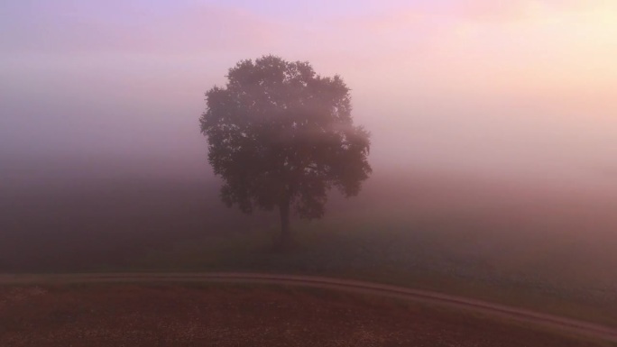 时间推移无人机绕着一棵大树飞行沿着乡村道路与晨雾包围