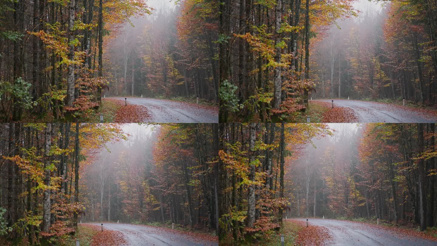 秋雨过后的林间小路