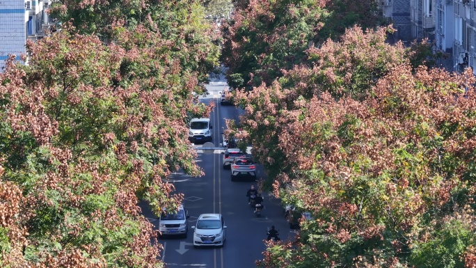 航拍道路两旁的栾树栾花