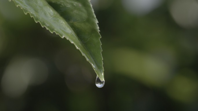 茶叶茶园普洱采茶茶树叶滴水水滴叶子绿叶茶