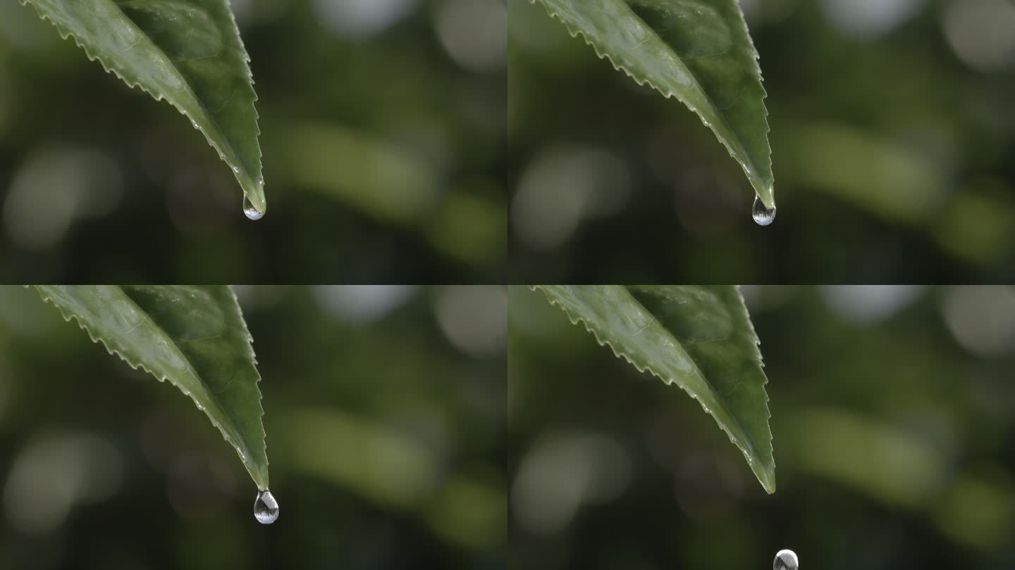 茶叶茶园普洱采茶茶树叶滴水水滴叶子绿叶茶