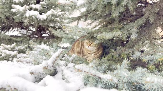 一只家猫爬上了一棵白雪覆盖的圣诞树。