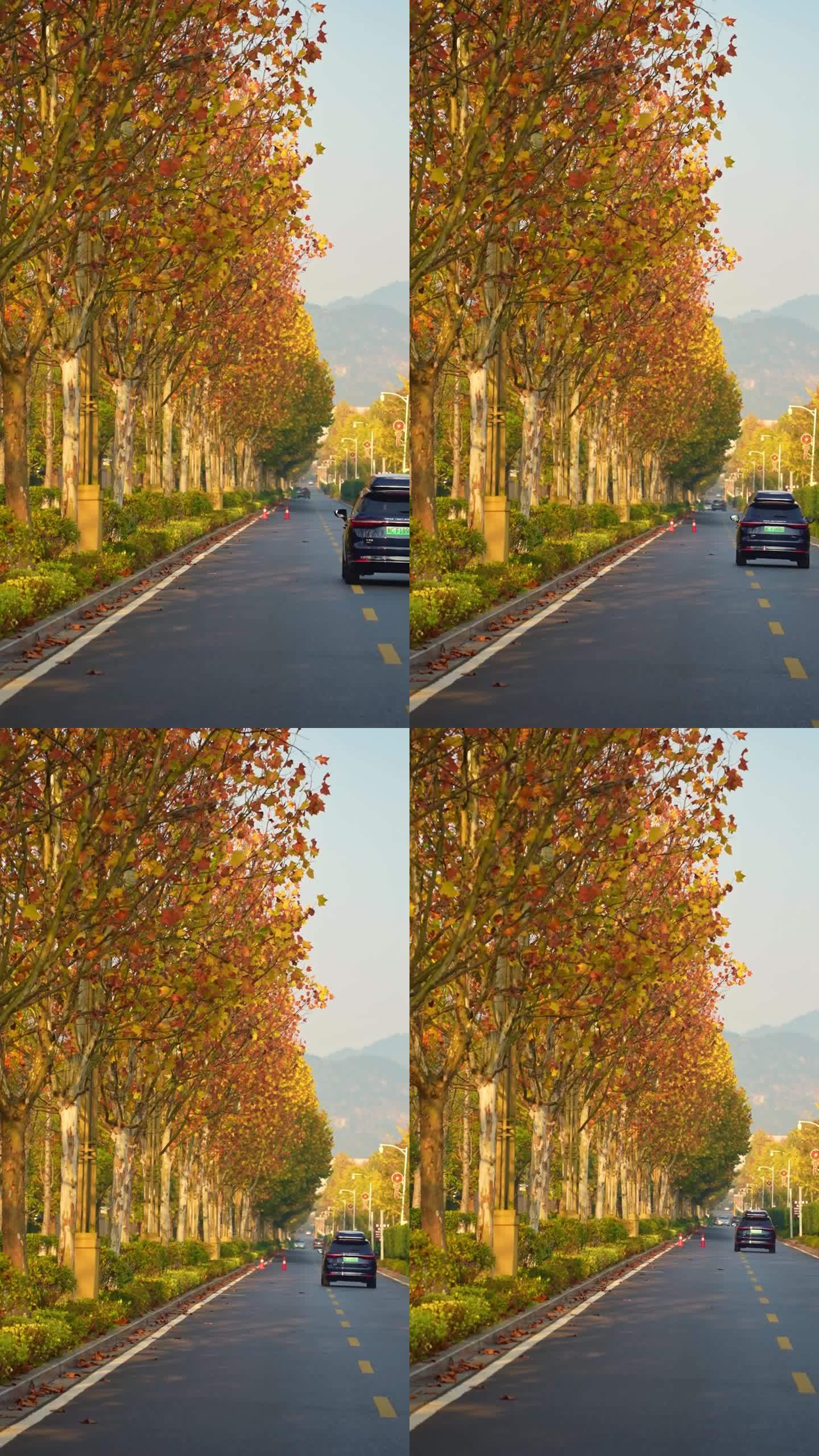 城市道路上秋天梧桐树下行驶的汽车