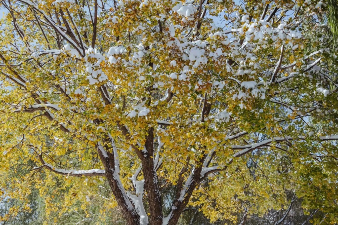 初冬大雪树木枫树黄枫冰雪融化延时摄影