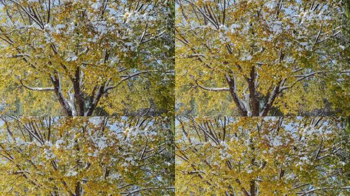 初冬大雪树木枫树黄枫冰雪融化延时摄影
