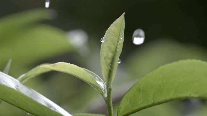 茶叶茶山茶艺茶园普洱采茶茶红茶绿茶春茶茶