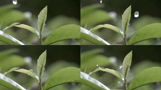 茶叶茶山茶艺茶园普洱采茶茶红茶绿茶春茶茶