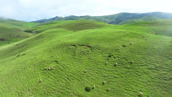 草原牧场 高山牧场 大草山羊群牧场