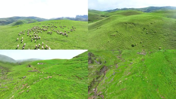 草原牧场 高山牧场 大草山羊群牧场