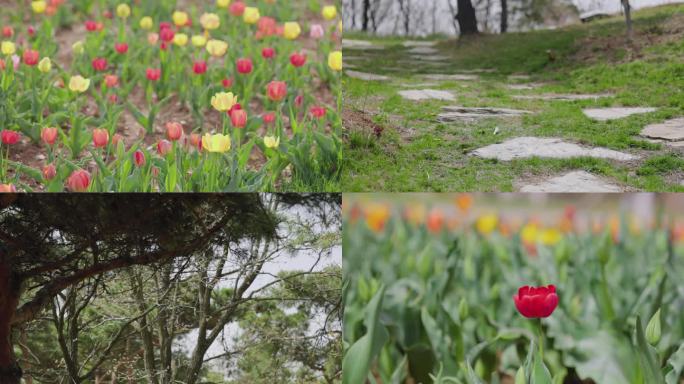 春天的鲜花绿植蜜蜂氛围感视频