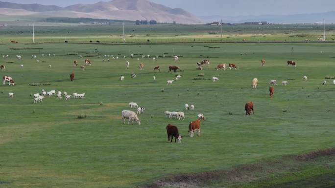 内蒙古旅游航拍看路旁牛羊群
