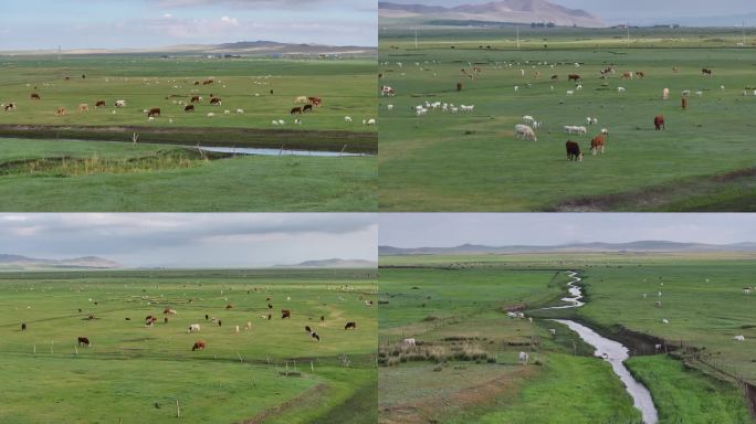 内蒙古旅游航拍看路旁牛羊群
