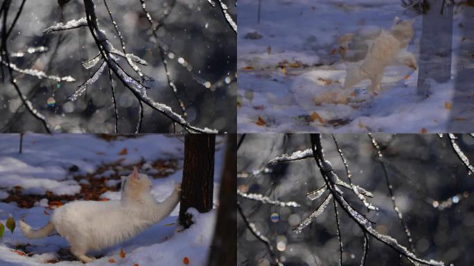 冬天的猫 头顶八字猫 升格 慢动作