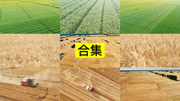 绿色小麦农田成熟收割乡村振兴4K