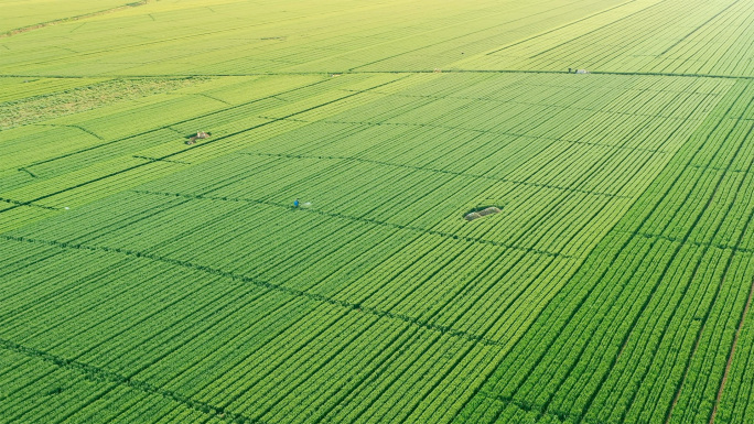绿色小麦农田成熟收割乡村振兴4K