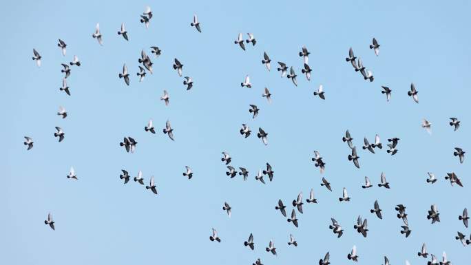 一群鸽子飞翔放飞梦想盘旋天空自由翱翔