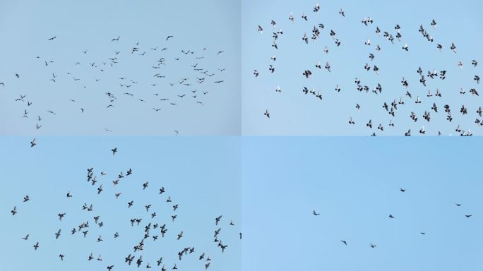 一群鸽子飞翔放飞梦想盘旋天空自由翱翔