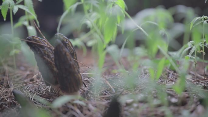 羊肚菌 种植 培育