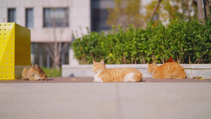 猫咪中午休憩晒阳光