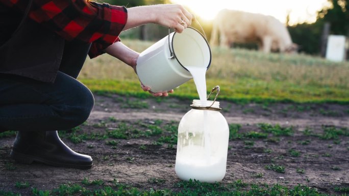 一名农妇在挤完牛奶后，将生牛奶倒入一个容器中。天然家居生产的乳制品，供健康食用。在村地饲养牲畜