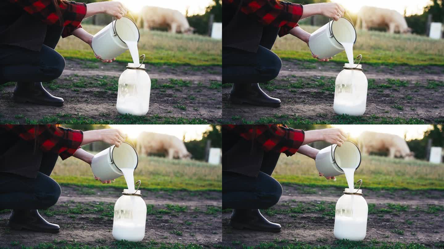 一名农妇在挤完牛奶后，将生牛奶倒入一个容器中。天然家居生产的乳制品，供健康食用。在村地饲养牲畜
