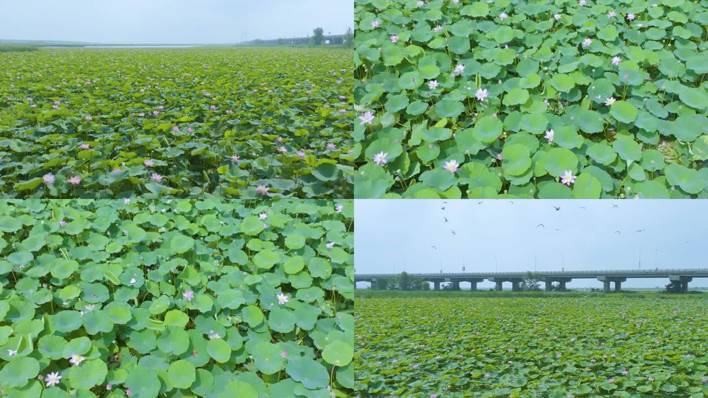 荷花湿地水鸟