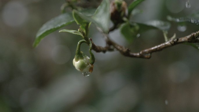 茶叶茶山茶艺茶园普洱采茶茶红茶绿茶春茶茶