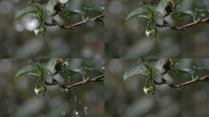 茶叶茶山茶艺茶园普洱采茶茶红茶绿茶春茶茶