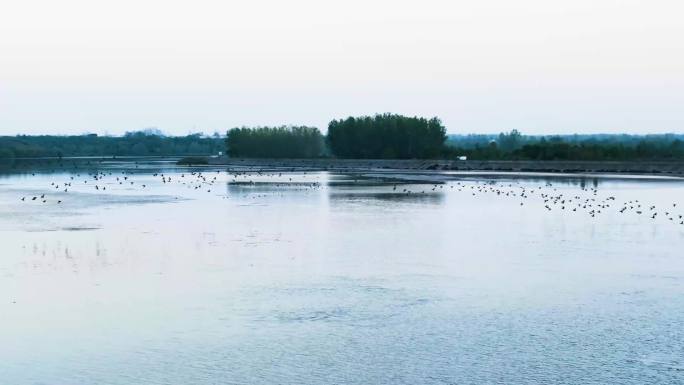 湖面上一群鸟 生态