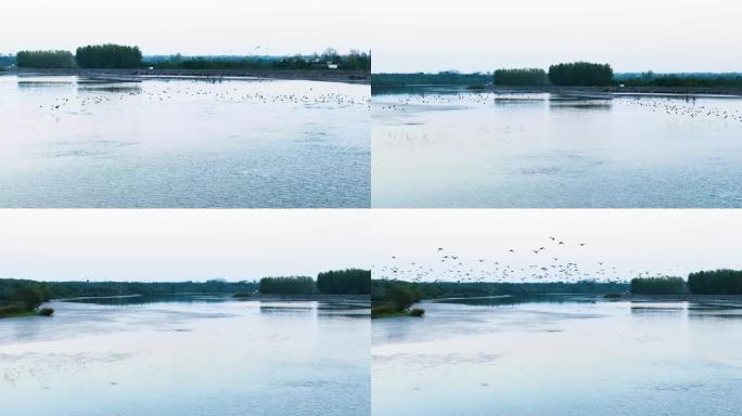 湖面上一群鸟 生态