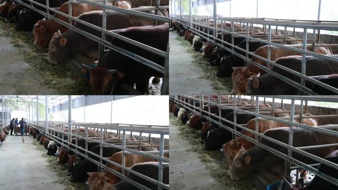 农户 乡村养殖业  养牛 乡村振兴 养殖