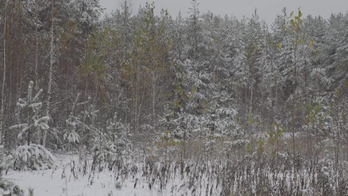 片片雪花飘落在冬日的风景中。